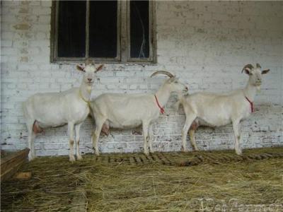 В Рязанском районе у должницы арестовали стадо коз