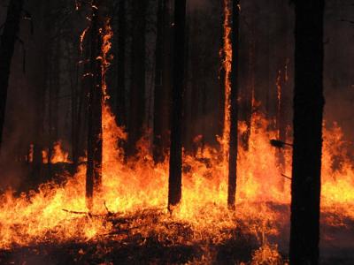 Ещё семь рязанских сотрудников «Пожлеса» научатся тушить крупные лесные пожары