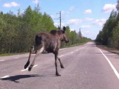 В Клепиковском районе Kia Ceed насмерть сбила лося