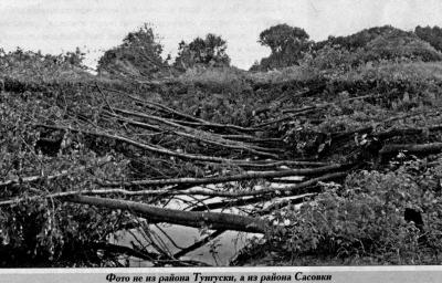 Глава города Сасово с удивлением и ужасом узнала о вырубке ценных пород деревьев