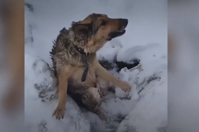 История о спасении в Рязани вмёрзшей в лёд собаки оказалась фейком