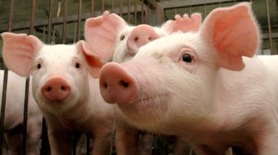 Рязанская область ввела режим ЧС из-за африканской чумы свиней