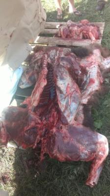 Застреленного в Сараевском районе медведя разделали на мясо