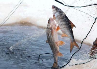 Под Рязанью выследили рыбака-браконьера 