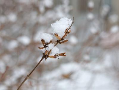 В Рязанском регионе ожидается небольшой снег