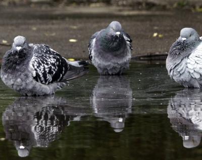 В Рязани выхаживают больных птиц из Санкт-Петербурга