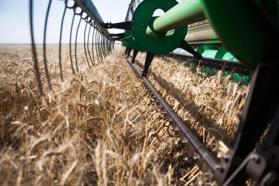 Хозяйства Рязанской области намолотили более 1,5 миллиона тонн зерна