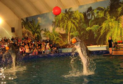 Дельфинарий в Рязани уже посетило более пяти тысяч человек