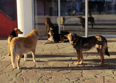 Собаки совершили нападение на женщину в центре Рязани