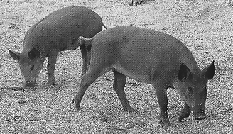 В Захаровском районе Рязанской области радуют полудиких свиней