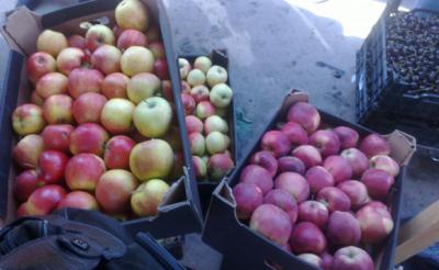 В Рязани уничтожили более центнера санкционных яблок и кабачков