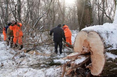 Службы Рязани по поручению Сергея Карабасова избавляют леса от сухостоя