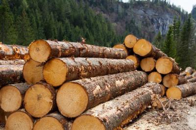 Свыше 150 миллионов рублей налогов заплатили рязанские предпринимателями лесного сектора