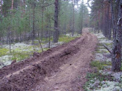 В рязанских лесах обновляют и обустраивают минерализованные полосы