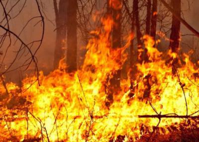 В рязанском регионе потушили лесной пожар