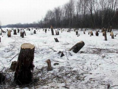 Сократились незаконные рубки рязанских лесов