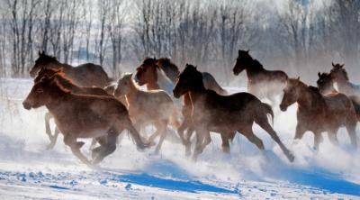 Специалисты ветстанции не нашли заболеваний у лошадей на турбазе в посёлке Ласковский
