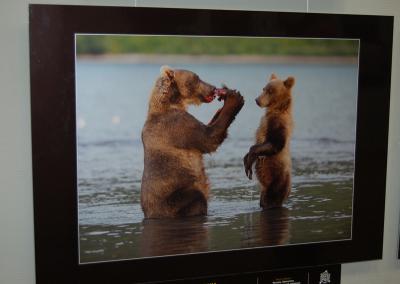 Три галереи Рязани принимают международную выставку лучших фотографий дикой природы