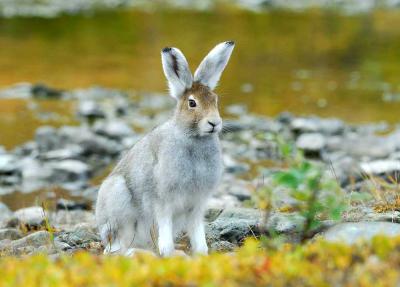 В Рязанском регионе определён срок охоты на зайца