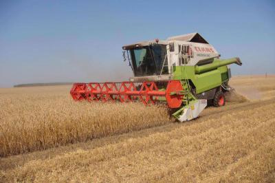 Более 1000 комбайнов убирают зерновые на полях Рязанщины