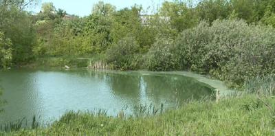 Рязанцев беспокоит загрязнение пруда в посёлке Никуличи