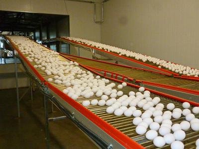 Производство куриных яиц в сельхозпредприятиях Рязанщины выросло на 15,4%