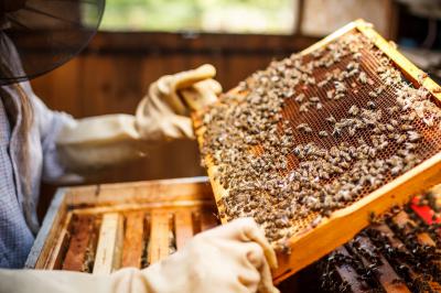 Всех пчеловодов Рязанской области посчитают