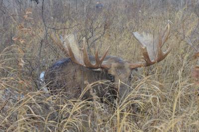 В Сасовском районе браконьер убил лося