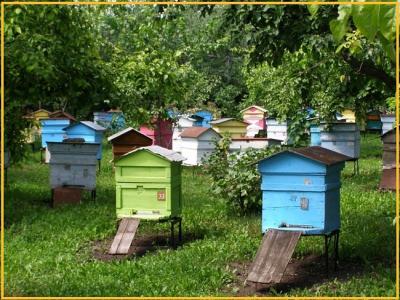 В Рязанской области принят закон о пчеловодстве