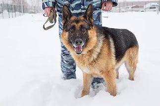 Служебная собака помогла рязанским стражам порядка раскрыть две кражи