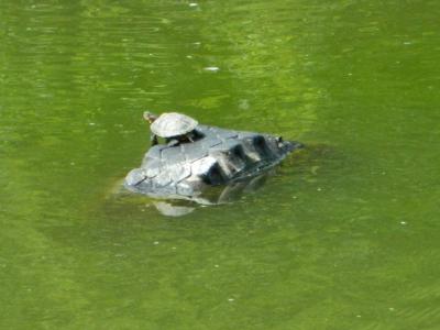 В Дашково-Песочне в пруду прижились черепахи