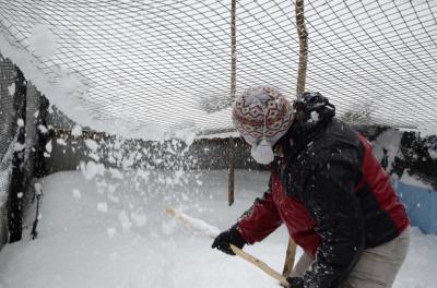 Обильный снегопад в Окском заповеднике частично разрушил журавлиный питомник