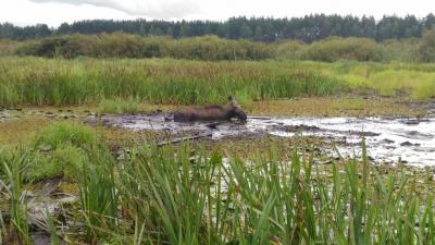 В Рязанской области восстановят торфяные болота в рамках иностранного проекта