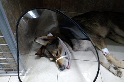 За дело жестоко избитого рязанского пса Мухтара взялась Генпрокуратура
