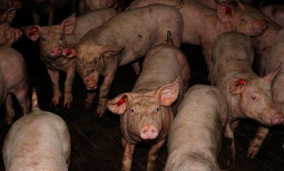 В Рязанскую область запрещён ввоз свиней из пяти регионов