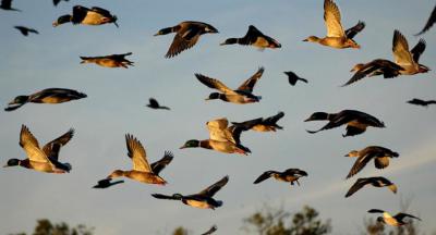 В Рязанской области проведут отстрел диких птиц на предмет гриппа