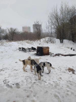 Рязанцы рассказали о попытке заживо сжечь бездомных собак