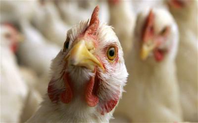 В рязанском гипермаркете нашли полуфабрикаты, заражённые птичьим гриппом