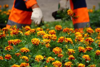 В Рязани начали высаживать цветы в клумбы