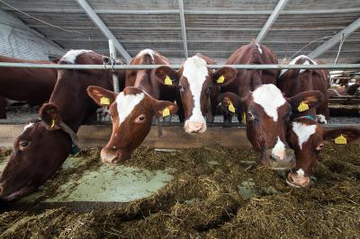 За 2015 год в Рязанском регионе на 3,1% выросло производство молока