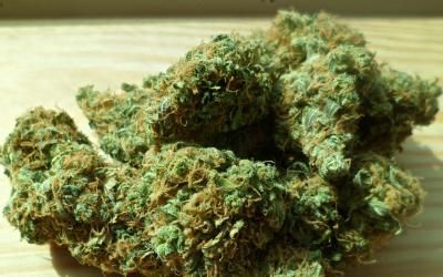 Рязанские стражи порядка пресекли два факта незаконного оборота марихуаны
