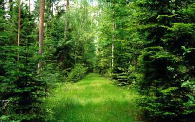 Состояние лесного хозяйства Рязанской области обсудили в Рязоблдуме