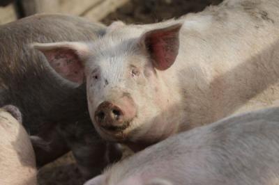 Африканская чума свиней пришла в Пронский район
