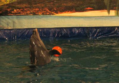 Сотрудники ветинспекции не обнаружили нарушений в работе дельфинария у ТРЦ «Премьер»
