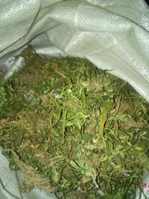 Житель Ухоловского района хранил дома запас марихуаны