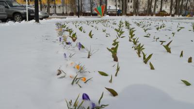 Касимовские школьники опять играют в снежки