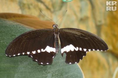 В Рязани сбежала тропическая бабочка