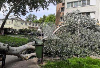 На улице Фирсова в Рязани дерево рухнуло на тротуар