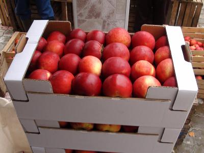 В Рязани уничтожили более 200 килограммов санкционных яблок
