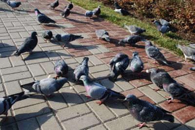 Рязанцам нужно быть бдительными при кормлении голубей